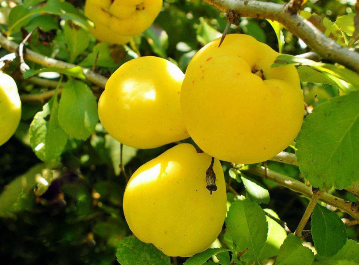 Quince A Golden Apple Or An Apple Of Discord Thenewcrete