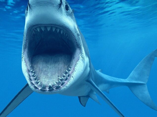 Sharks of the Mediterranean: to be afraid or not?